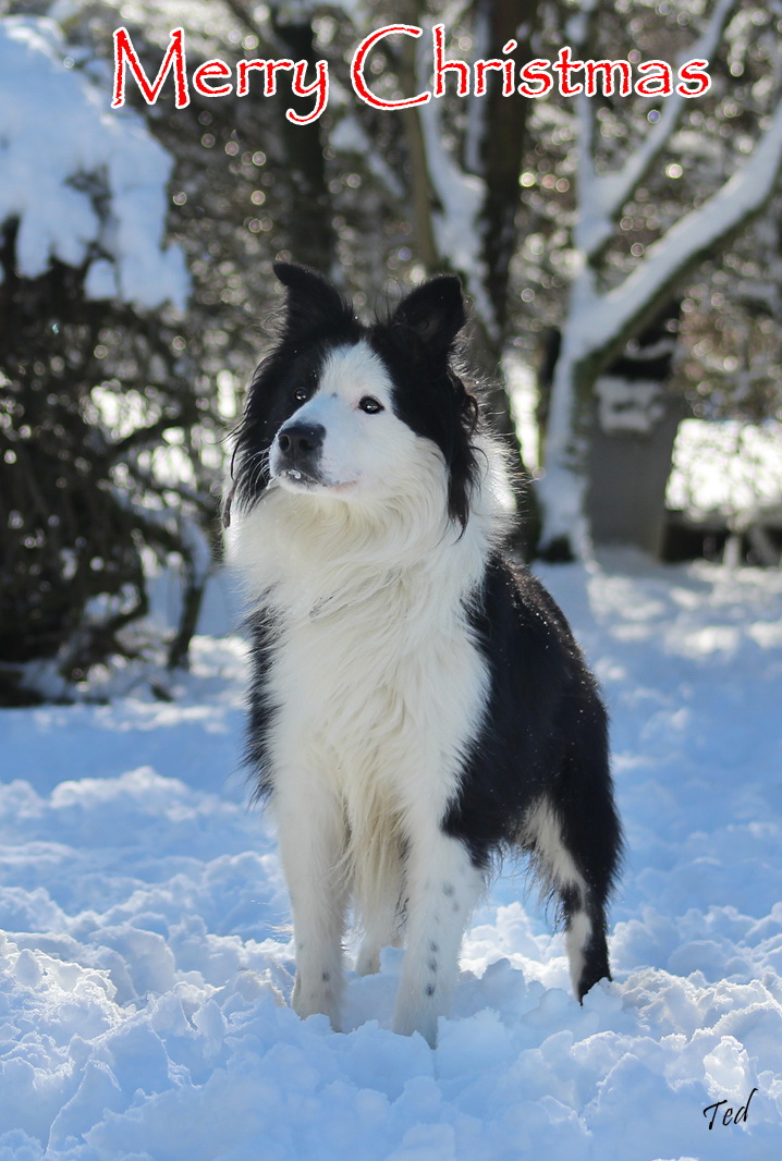 Lucky Dip Clearance sale 5 Border Collie cards