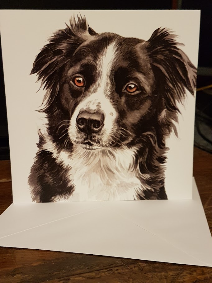 Border Collie card – From £2.00 (Including p&p)