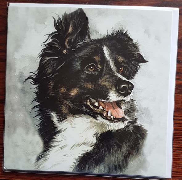 Border Collie card #4- From £2.00 (Including p&p)
