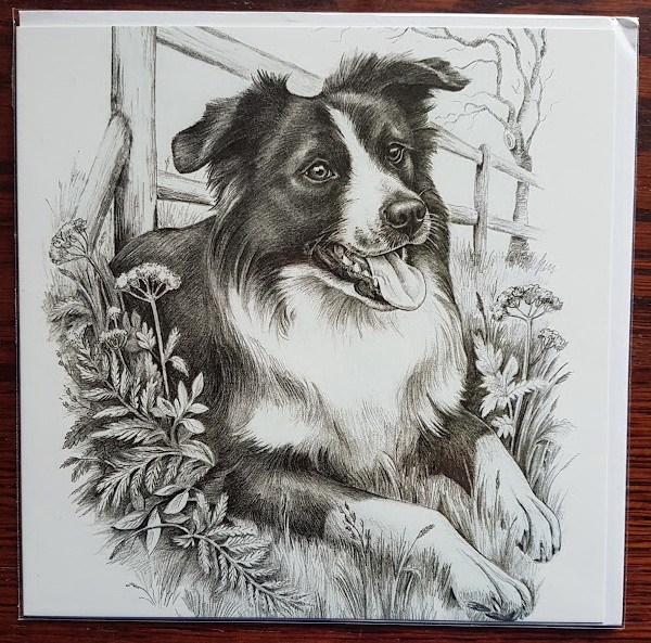Border Collie card #3- From £2.00 (Including p&p)