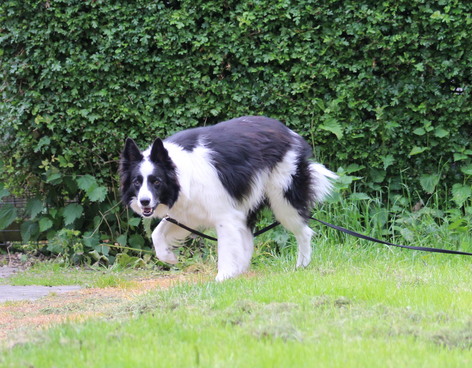 dogs-for-adoption-fostbc